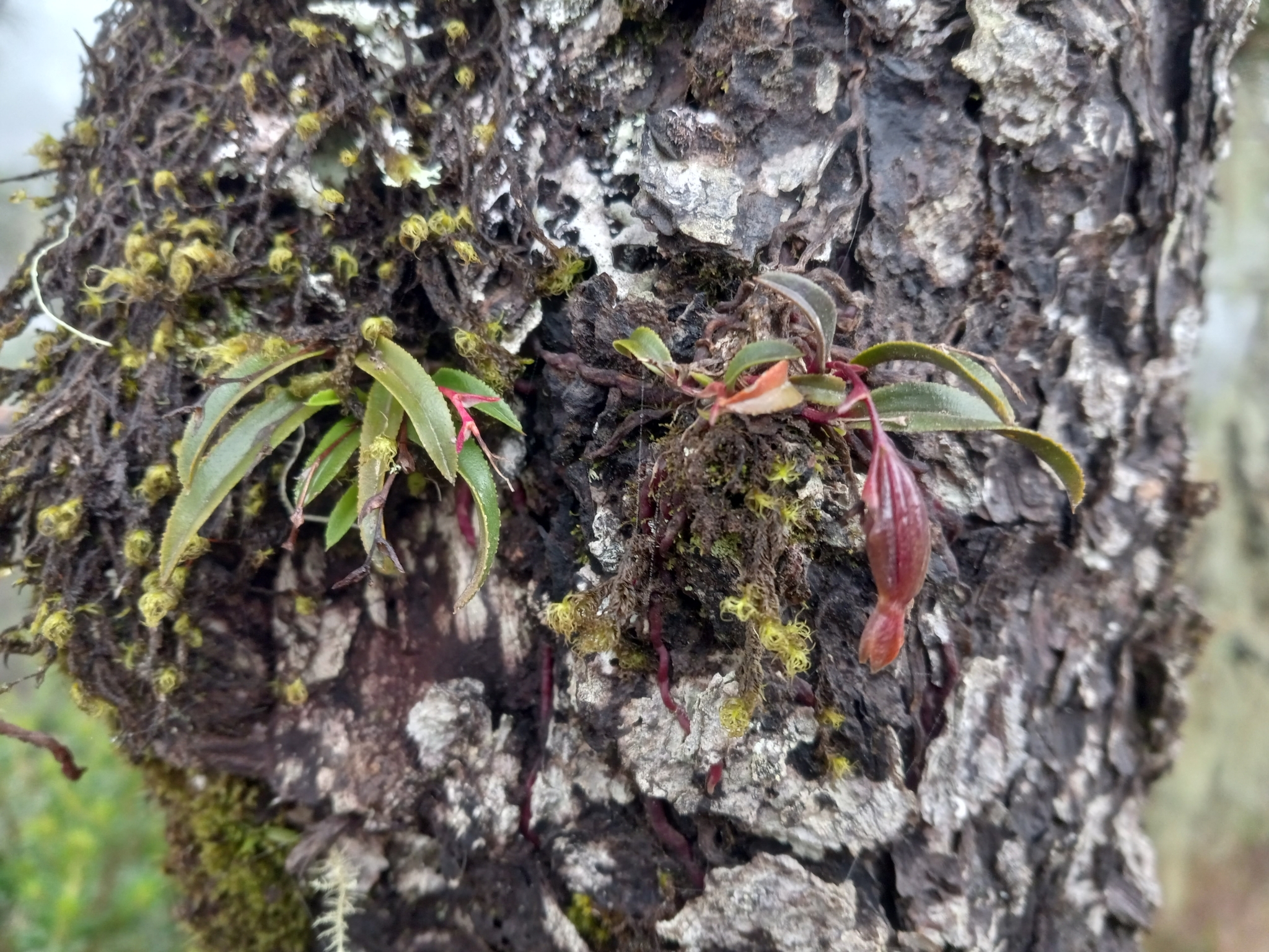 Epidendrum serrulatum
