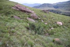 Bowkeria verticillata