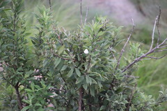 Bowkeria verticillata