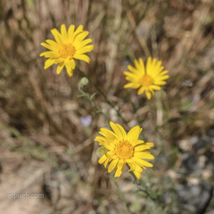Xanthisma spinulosum gooddingii
