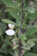 Bowkeria verticillata