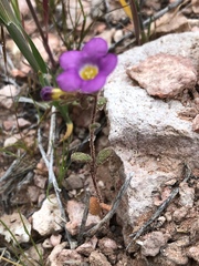 Phacelia pulchella