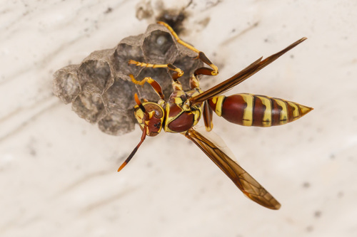 Guinea Paper Wasp, photo 8 of 10