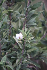 Bowkeria verticillata