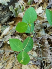 Euphorbia mercurialina