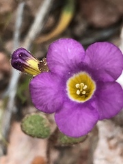 Phacelia pulchella