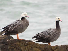 Emperor Goose photo 5