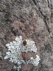 Lycia zonaria