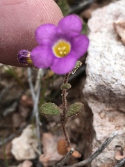 Phacelia pulchella