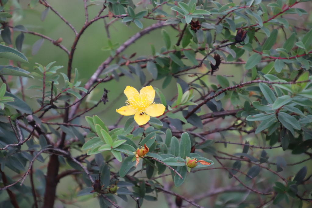 Hypericum pseudohenryi; photograph (c) Tony Rebelo, some rights reserved (CC BY-SA)