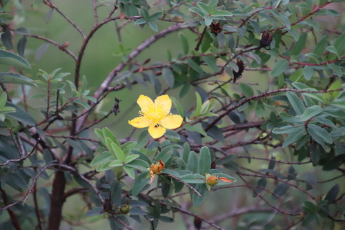 Irish Tutsan (Hypericum pseudohenryi)