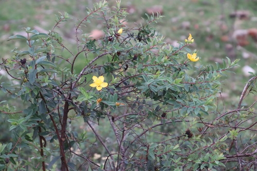 Image of Hypericum pseudohenryi by (c) Tony Rebelo, some rights reserved (CC BY-SA)