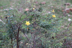 Hypericum pseudohenryi