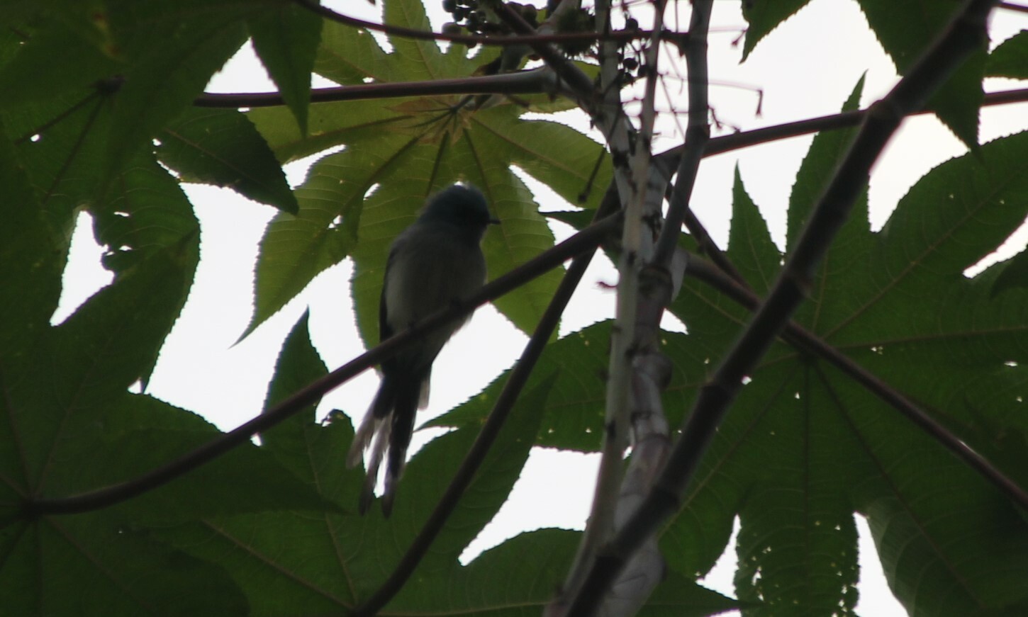 African Blue Flycatcher (Elminia longicauda), photo 8