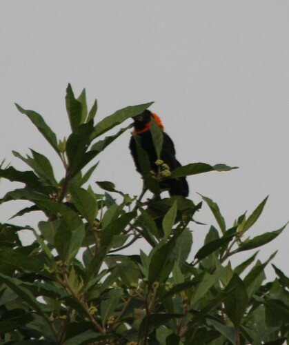 Black Bishop (Euplectes gierowii), photo 9