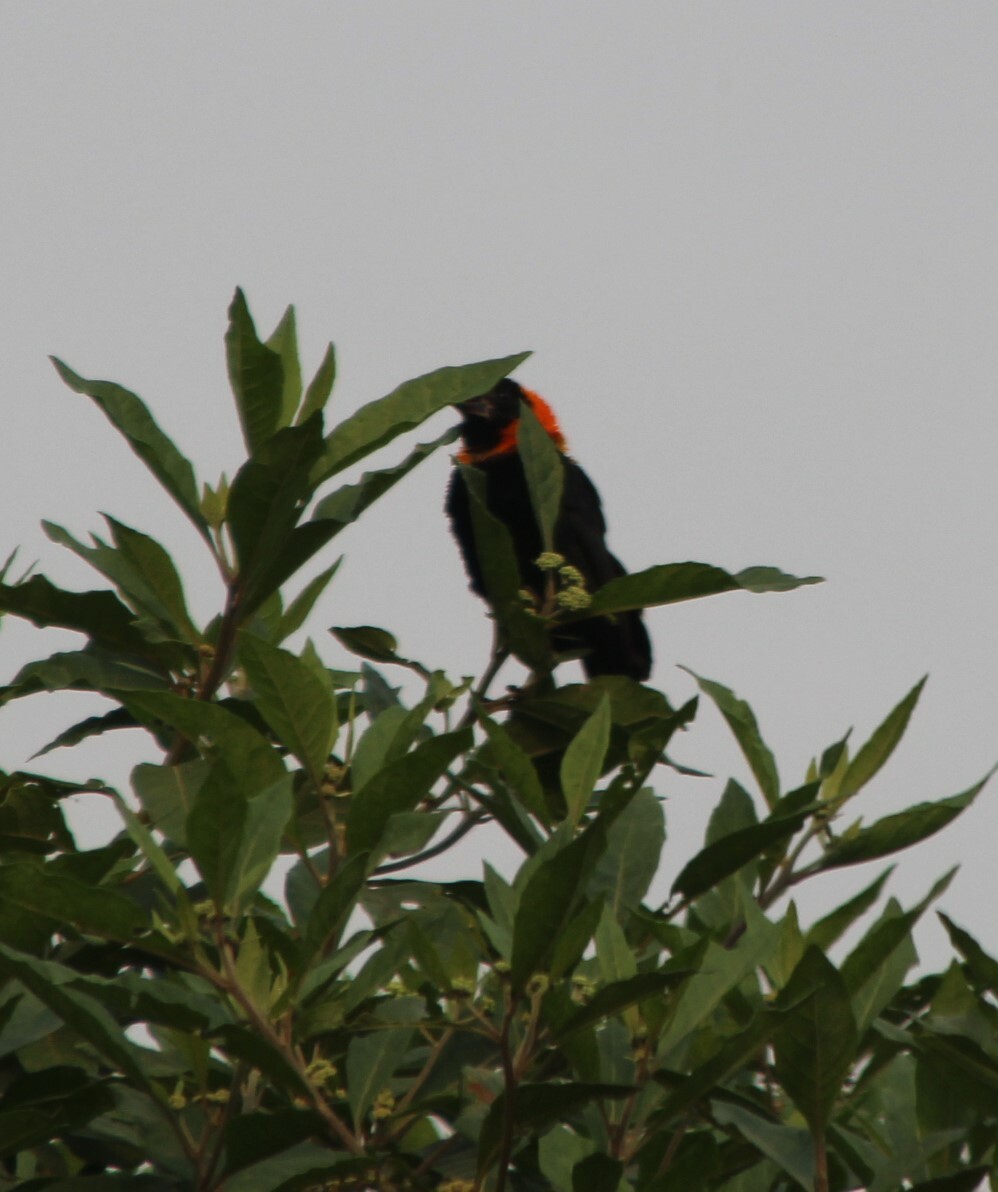 Black Bishop (Euplectes gierowii), photo 4