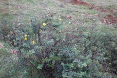 Hypericum pseudohenryi