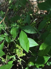 Vaccinium virgatum