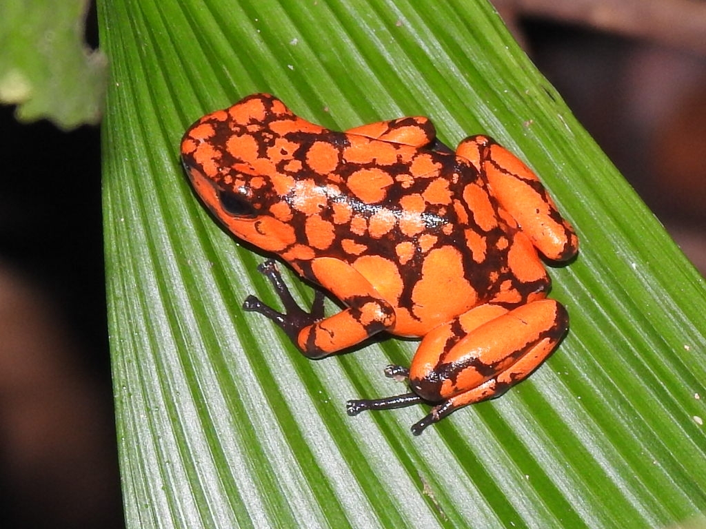 Oophaga solanensis · iNaturalist