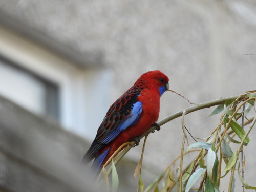 Perruche de Pennant