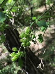Vaccinium virgatum