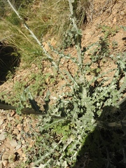 Cirsium neomexicanum