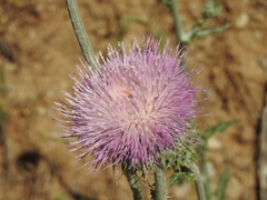 Cirsium neomexicanum