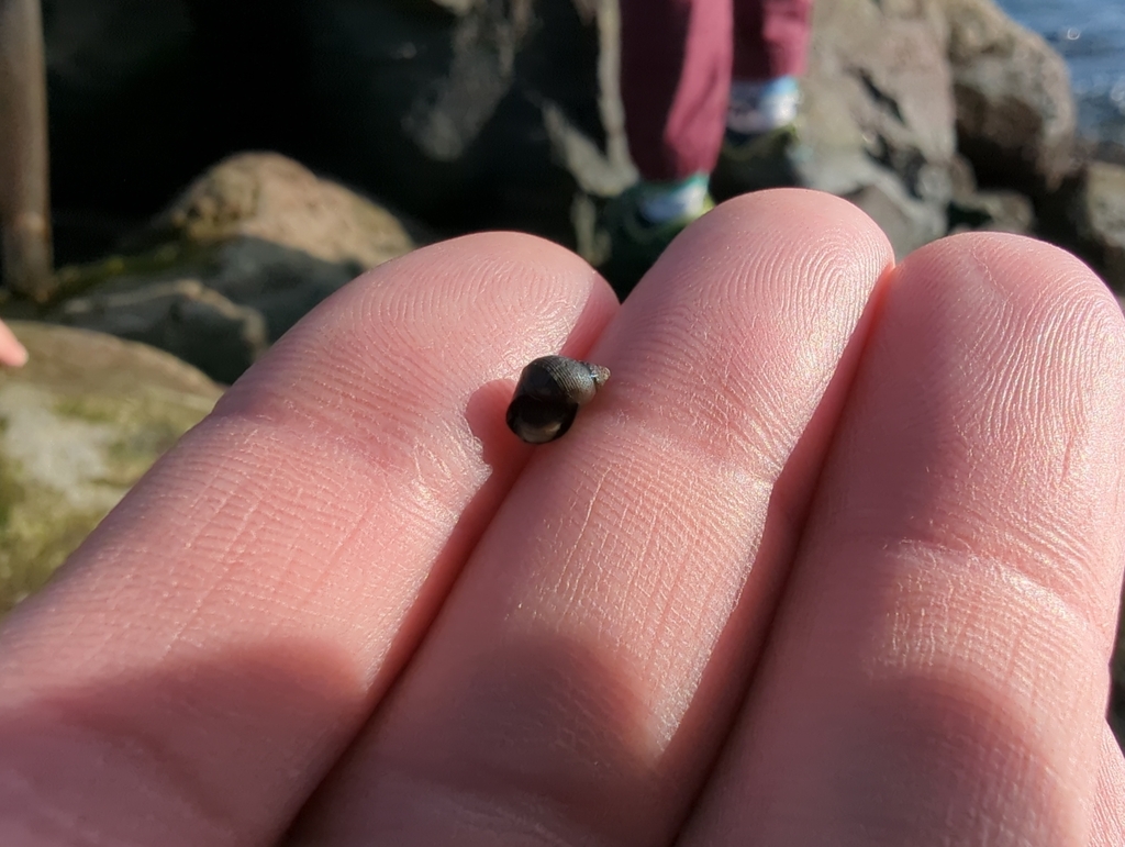 Littorina plena