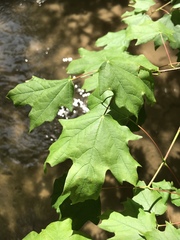 Acer leucoderme