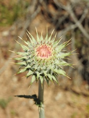 Cirsium neomexicanum