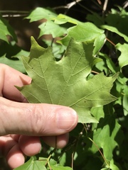 Acer leucoderme