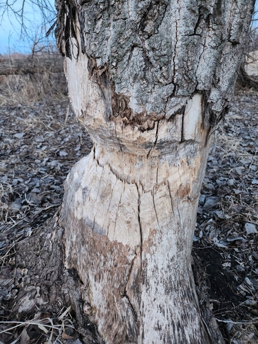 American Beaver photographed in Iowa