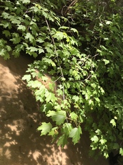 Acer leucoderme