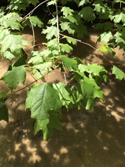 Acer leucoderme