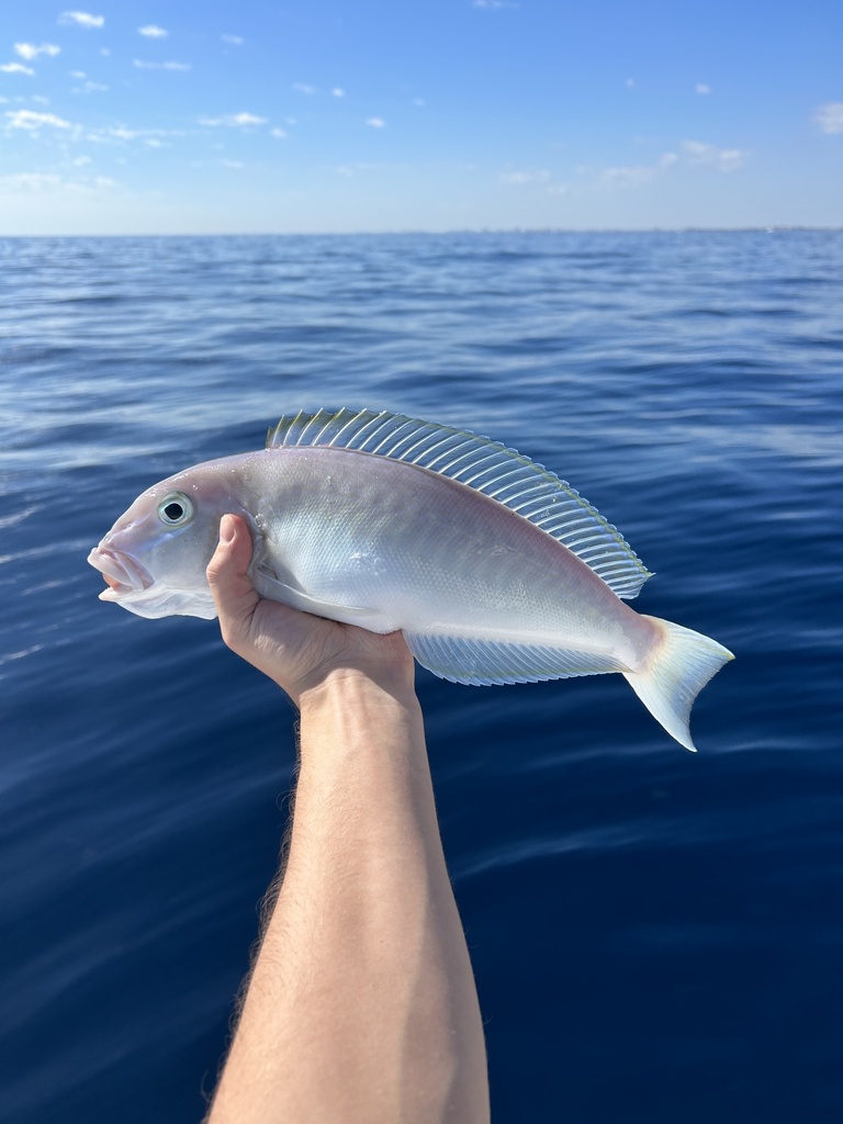 Photo of a Blueline Tilefish