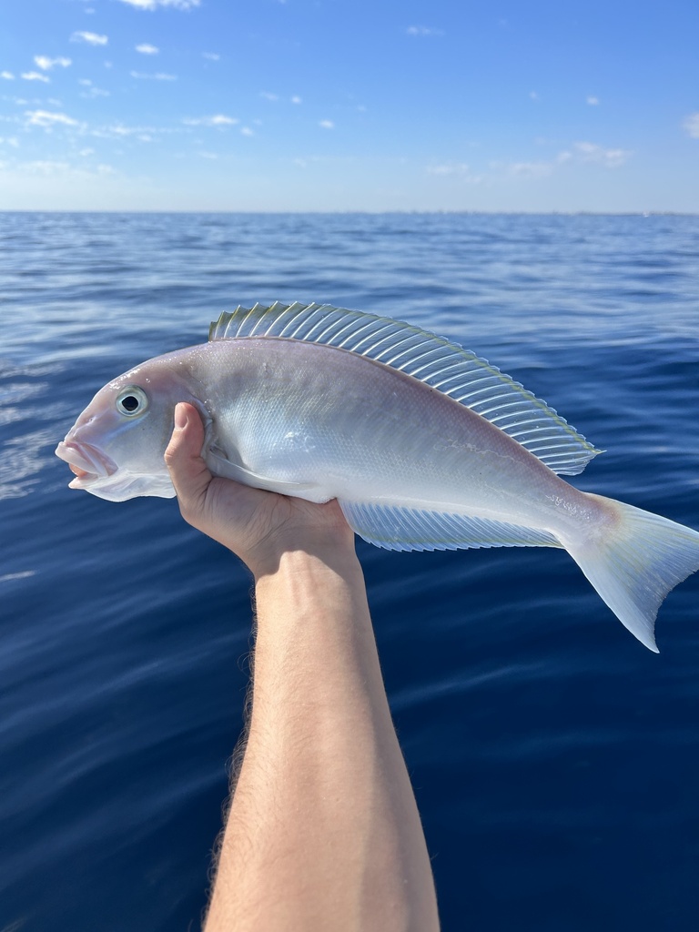 Blueline Tilefish
