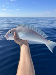 Blueline Tilefish photo 1