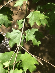 Acer leucoderme