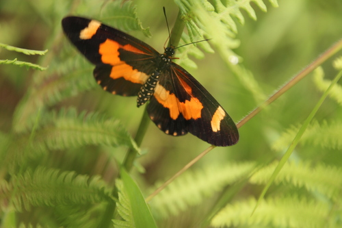 Acraea sotikensis