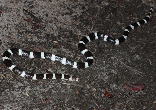 Eastern Bandy Bandy sighting