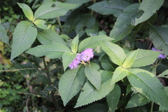Mountain Daisy (Bothriocline)