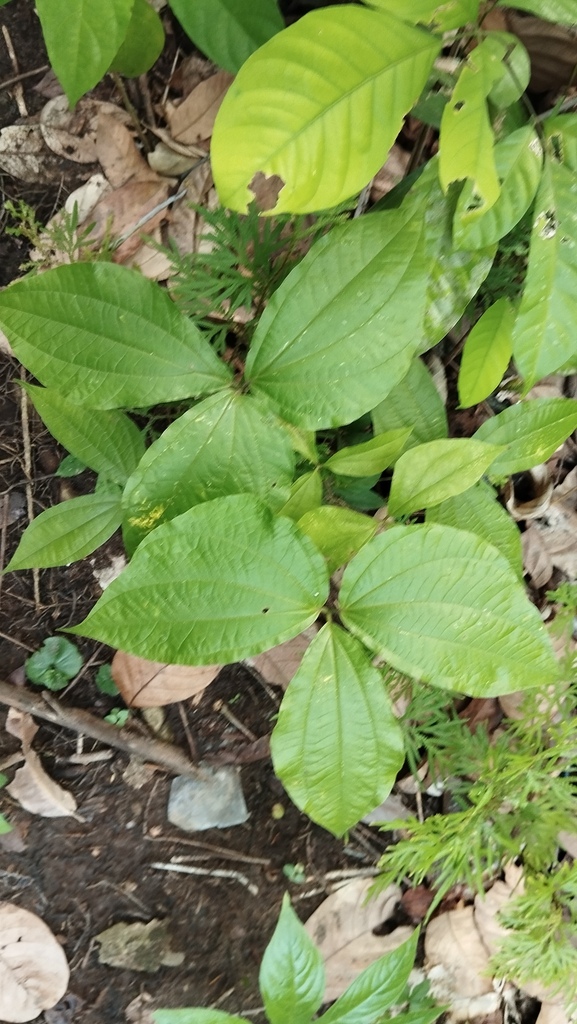 Asiatic bitter yam (Dioscorea hispida)