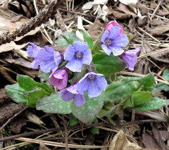 Pulmonaria saccharata