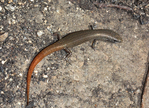 Tree-base Litter-skink