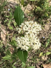 Viburnum nitidum