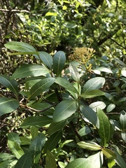 Viburnum nitidum