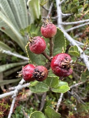 Hesperomeles goudotiana, photograph (c) Nicolás Baresch Uribe, some rights reserved (CC BY)