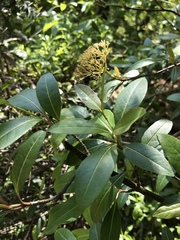 Viburnum nitidum