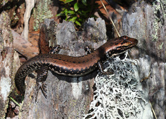 Warm-Temperate Water-Skink photo 5