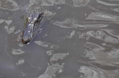 Alligator mississippiensis